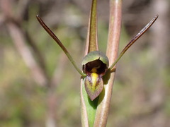 Orthoceras strictum
