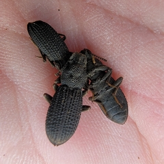 Nyctoporis cristata
