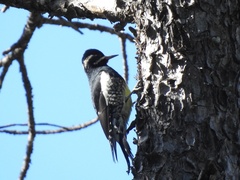 Sphyrapicus thyroideus