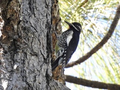Sphyrapicus thyroideus