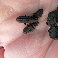 Nyctoporis cristata