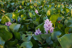 Pontederia crassipes