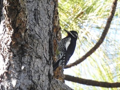 Sphyrapicus thyroideus