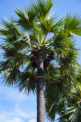 Borassus flabellifer