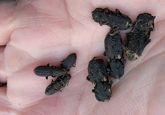 Nyctoporis cristata