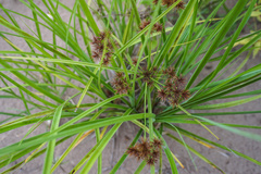 Cyperus compactus