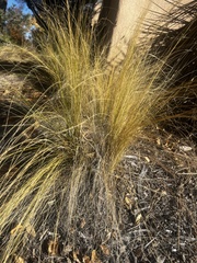 Nassella tenuissima