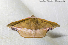 Fascellina clausaria