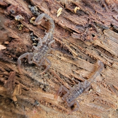 Serradigitus gertschi
