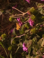 Hylephila phyleus