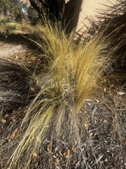 Nassella tenuissima