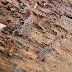 Serradigitus gertschi