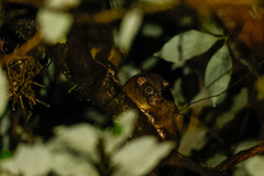 Hemibelideus lemuroides