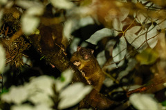 Hemibelideus lemuroides