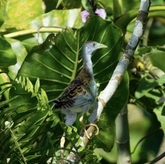 Porphyrio flavirostris