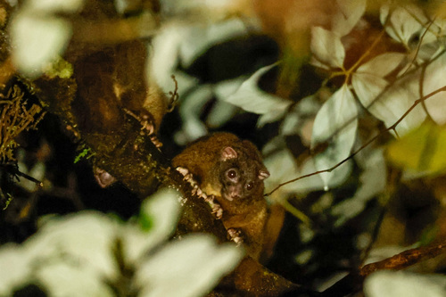 Lemuroid Ring-tailed Possum (Hemibelideus lemuroides)