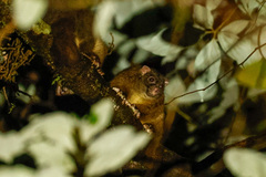 Hemibelideus lemuroides