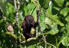 Alouatta seniculus