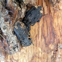 Phloeodes diabolicus