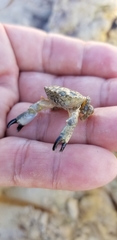 Decapoda