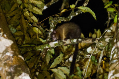 Hemibelideus lemuroides