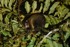 Hemibelideus lemuroides