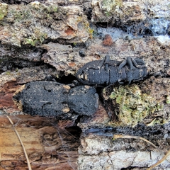 Phloeodes diabolicus