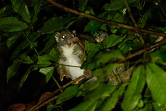 Pseudochirops archeri