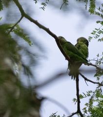Brotogeris cyanoptera