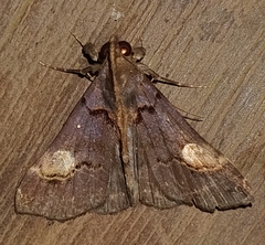 Scopifera lycagusalis