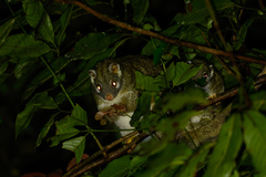 Pseudochirops archeri
