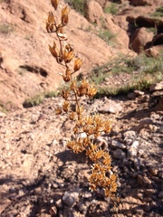 Agave felgeri