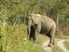 Elephas maximus indicus