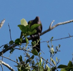 Patagioenas cayennensis