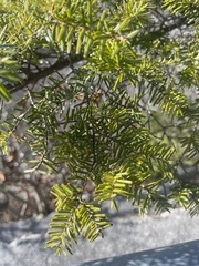Tsuga caroliniana