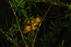 Trichosurus johnstonii