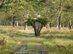 Elephas maximus indicus