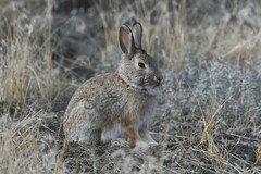 Sylvilagus nuttallii