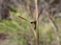 Orthoceras strictum