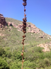 Agave felgeri