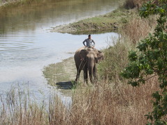 Elephas maximus indicus