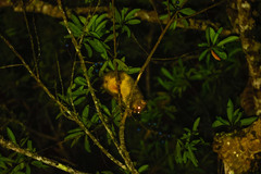 Trichosurus johnstonii