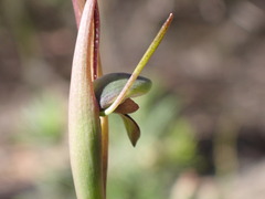 Orthoceras strictum