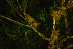 Trichosurus johnstonii