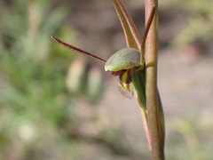 Orthoceras strictum