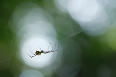 Leucauge sabahan