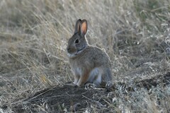 Sylvilagus nuttallii