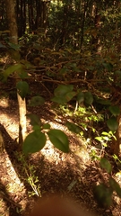 Backhousia myrtifolia