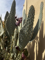 Opuntia orbiculata