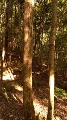 Backhousia myrtifolia